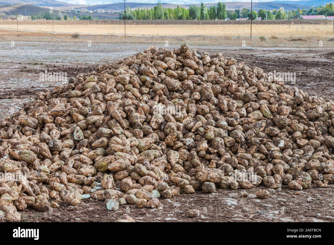 Zuckerrüben Schnitt mit Blättern Stockfoto