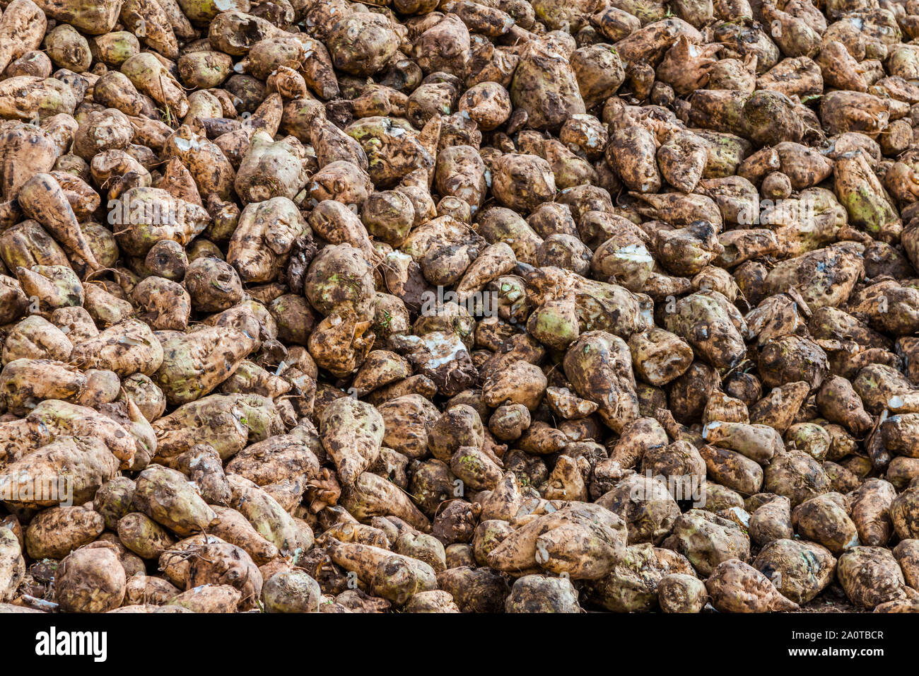 Zuckerrüben Schnitt mit Blättern Stockfoto