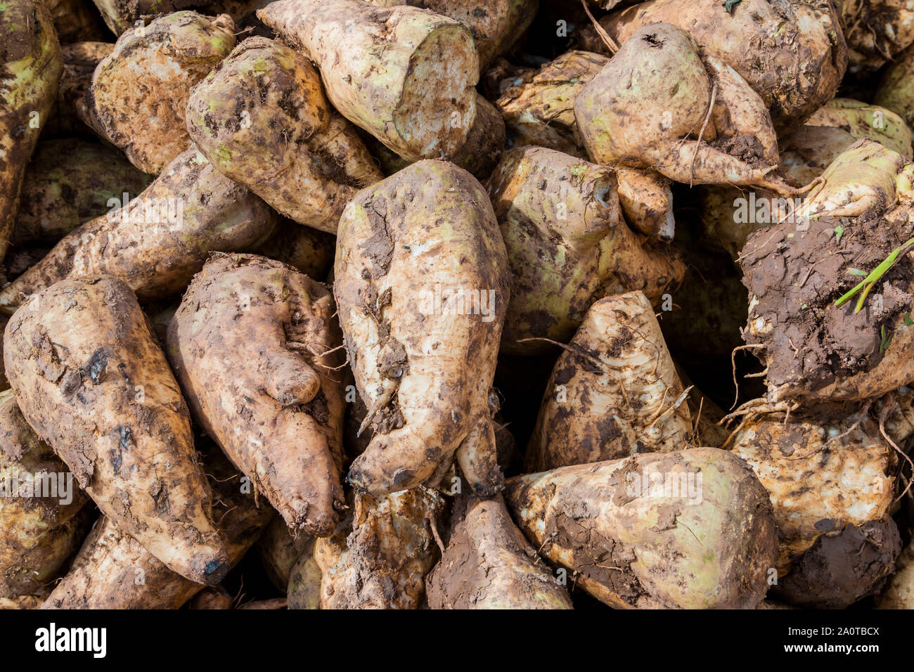 Zuckerrüben Schnitt mit Blättern Stockfoto