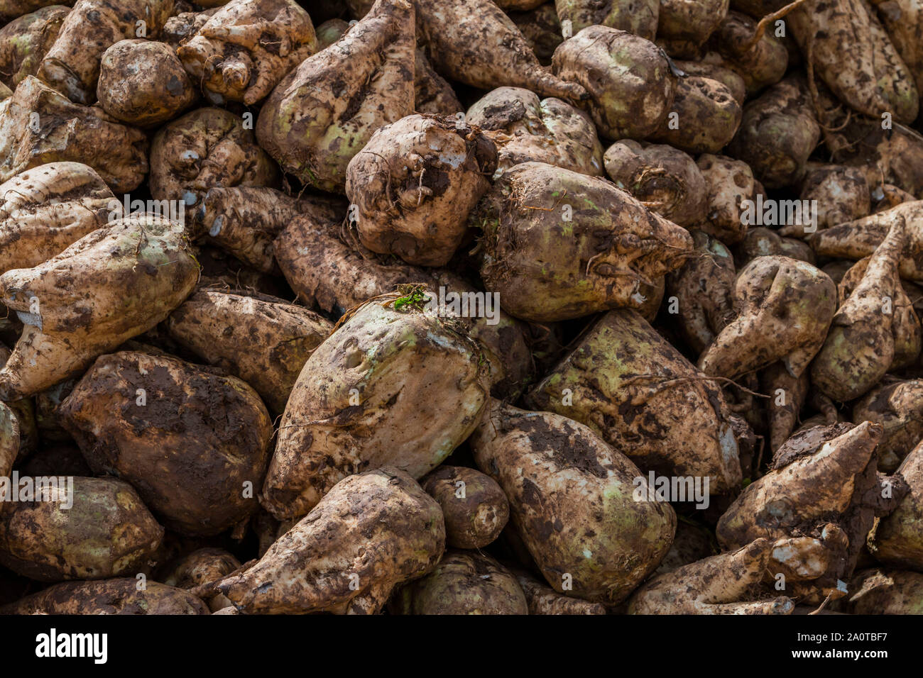 Zuckerrüben Schnitt mit Blättern Stockfoto
