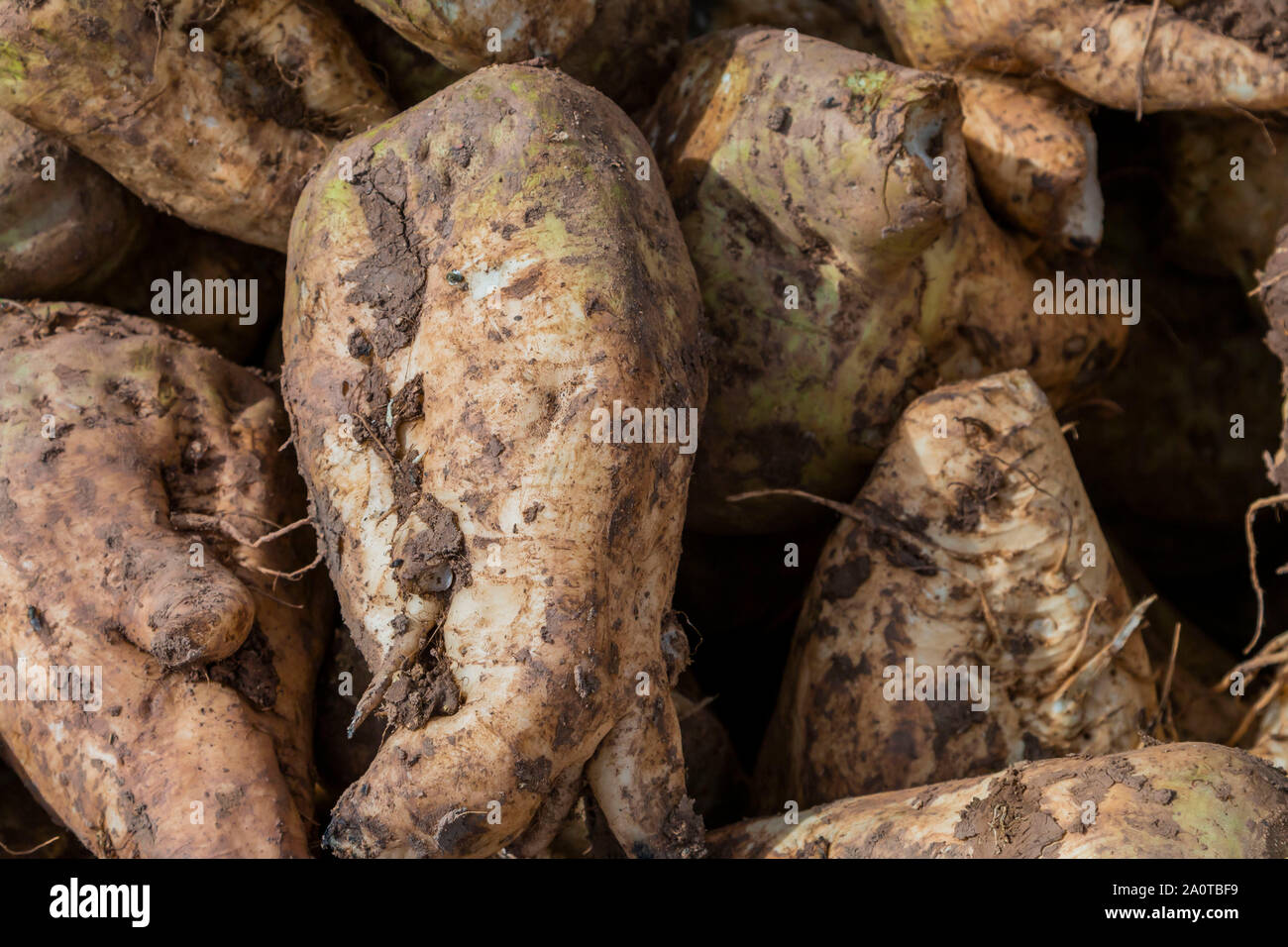 Zuckerrüben Schnitt mit Blättern Stockfoto