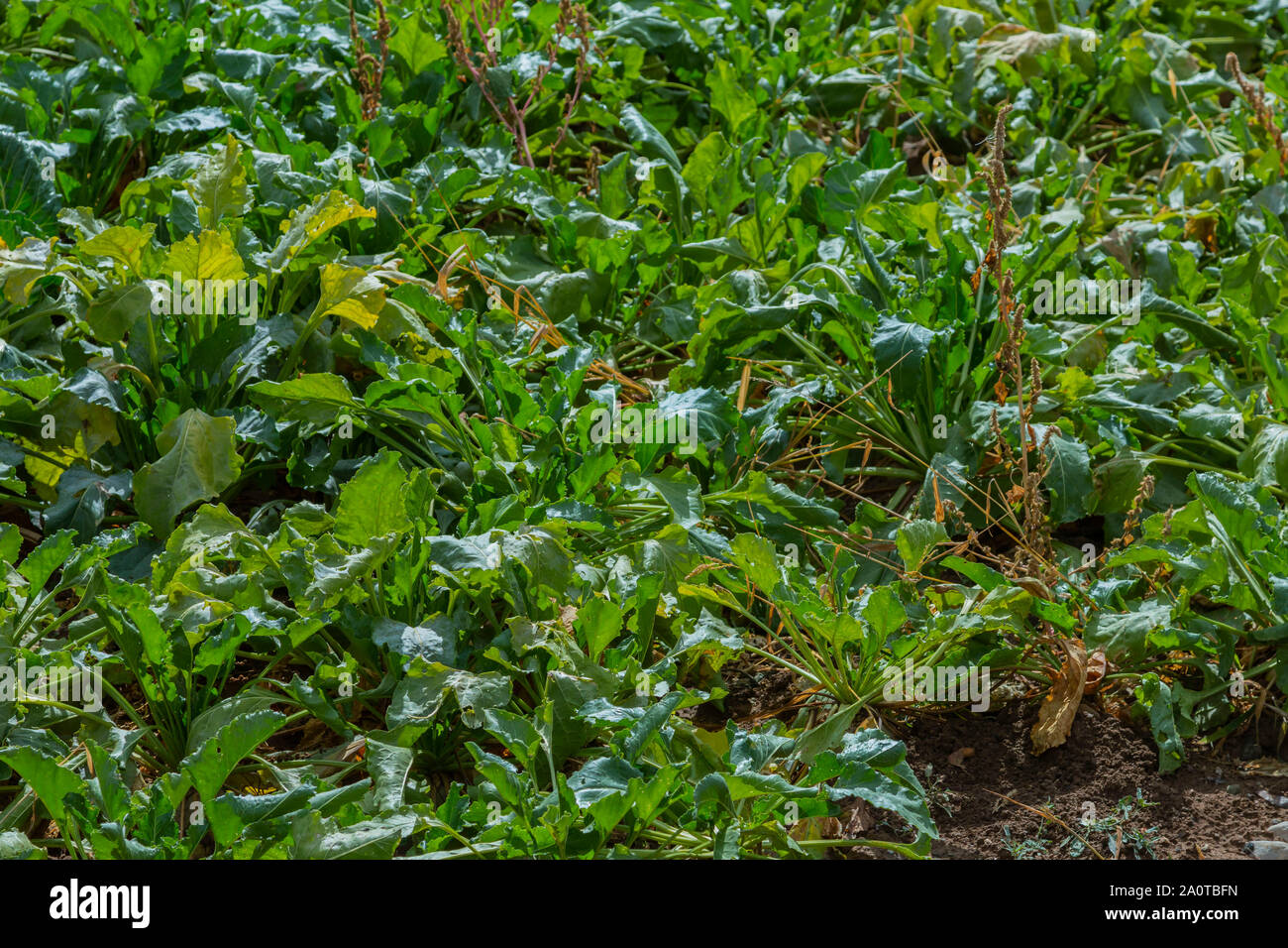 Zuckerrüben Schnitt mit Blättern Stockfoto