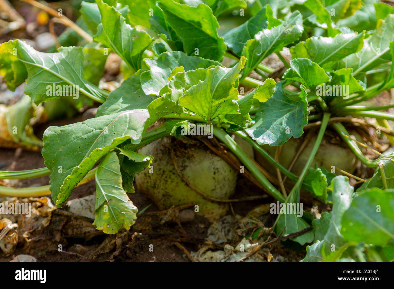 Zuckerrüben Schnitt mit Blättern Stockfoto