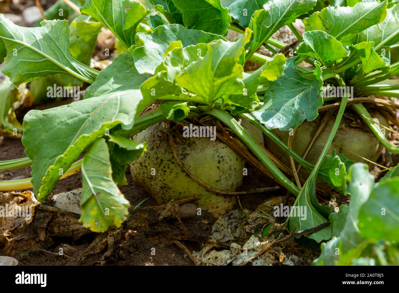 Zuckerrüben Schnitt mit Blättern Stockfoto