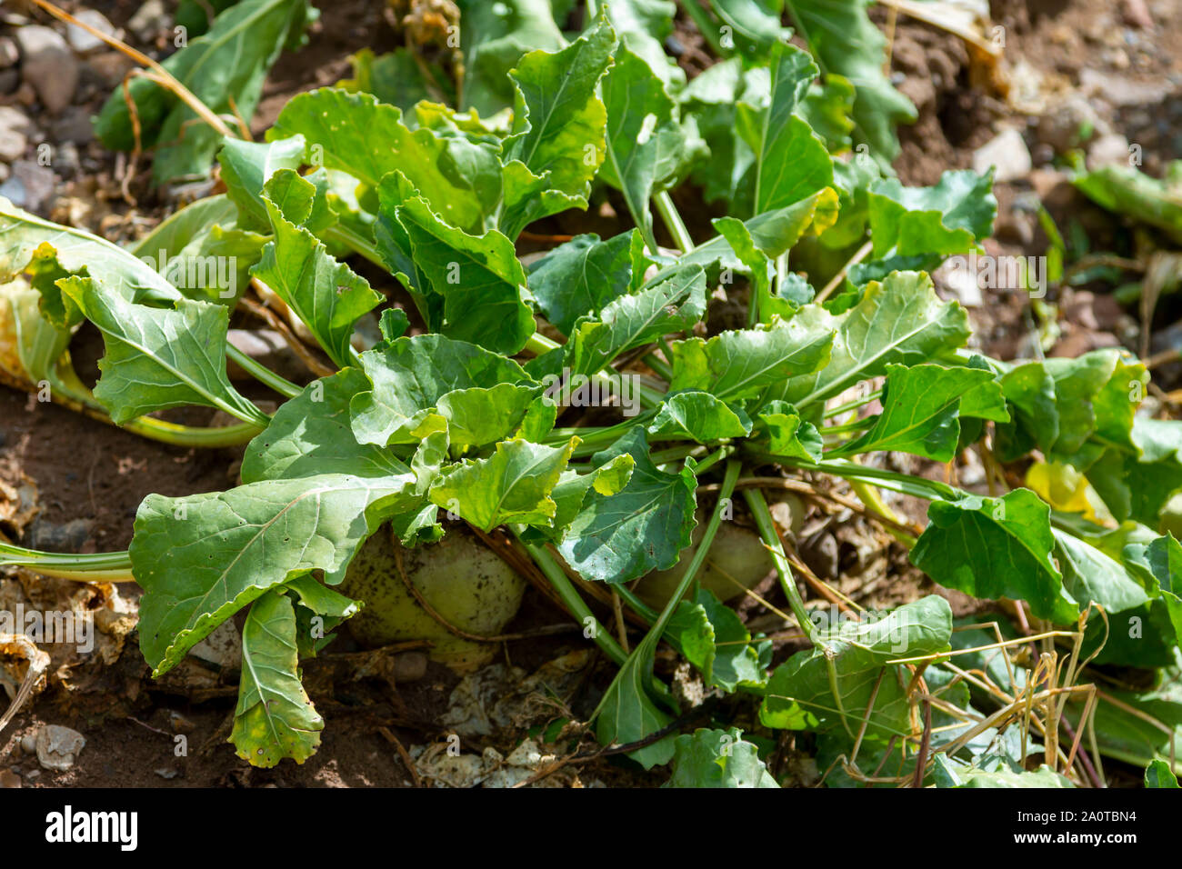 Zuckerrüben Schnitt mit Blättern Stockfoto