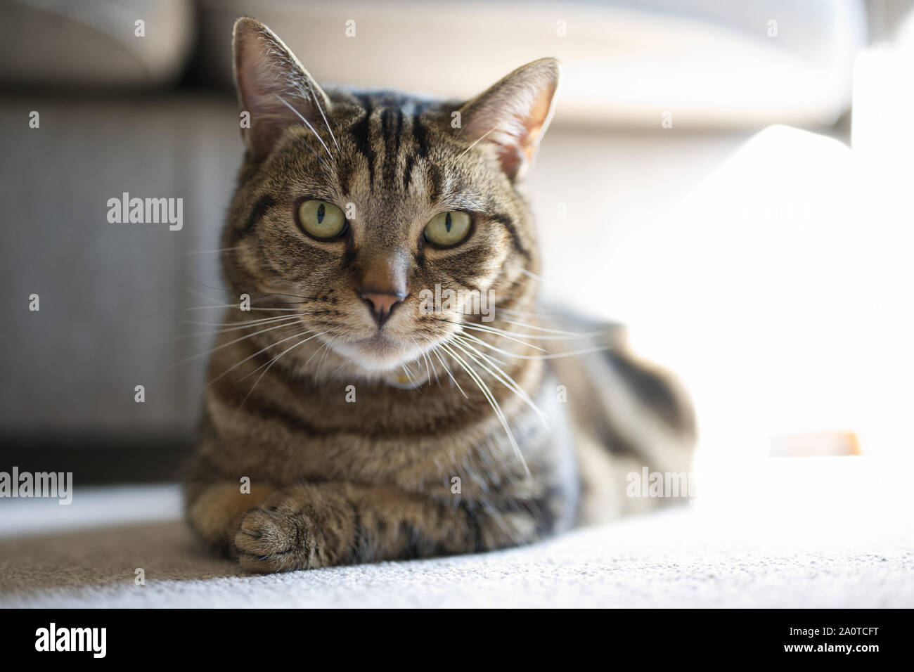 Eine Katze, die sich auf dem Teppich entspannt Stockfoto