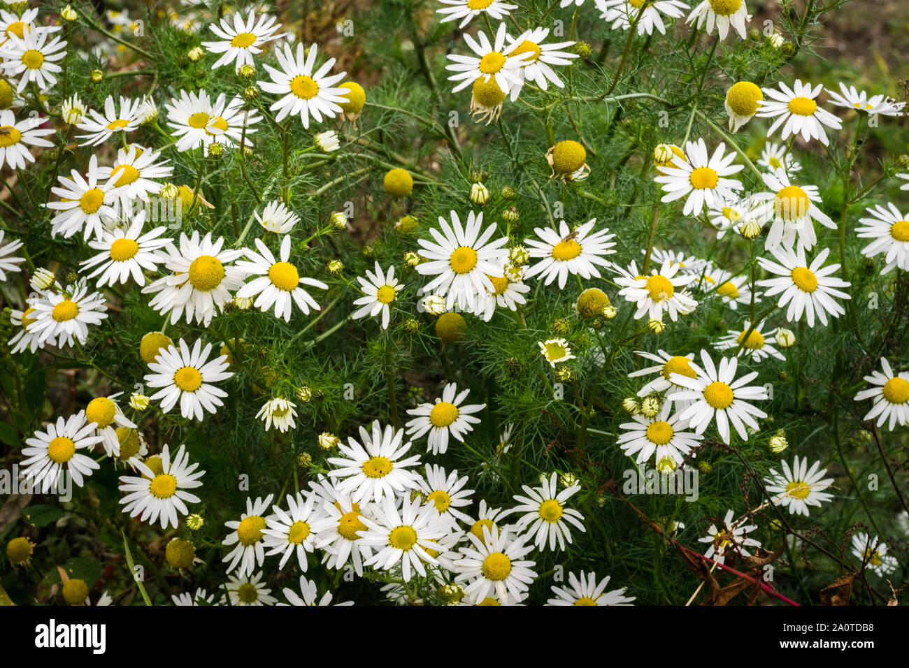 Feld Kamille (Anthemis arvensis). Krautige Pflanze, einen Winter oder Frühjahr jährliche. Stockfoto