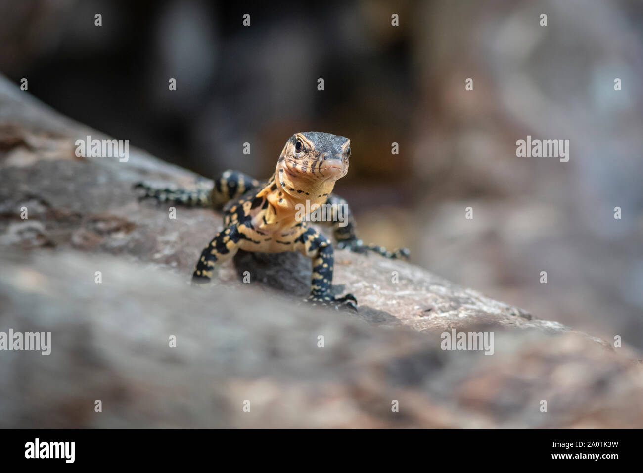 Asiatischer Wasser-Monitor (Varanus Salvator) Stockfoto