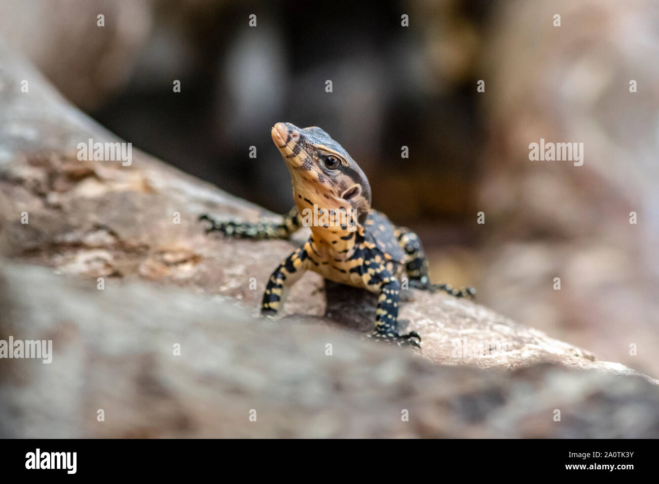Asiatischer Wasser-Monitor (Varanus Salvator) Stockfoto
