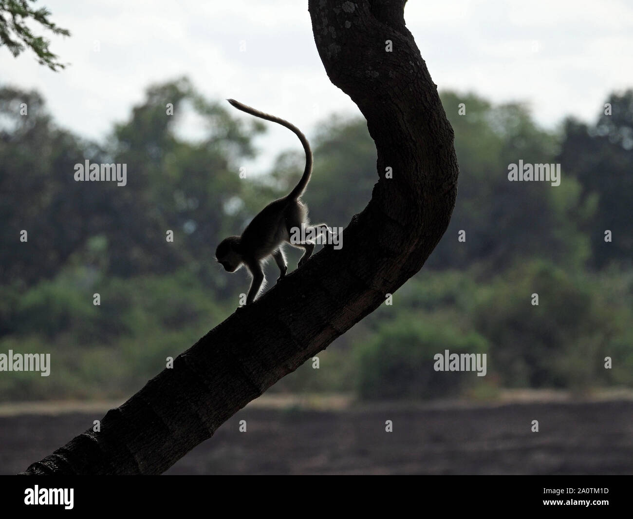 Parallele Kurven, der Schwanz des Jungen Meerkatze (Chlorocebus pygerythrus) und Stamm von reifer Baum Es ist absteigend in South Luangwa NP, Sambia, Afrika Stockfoto