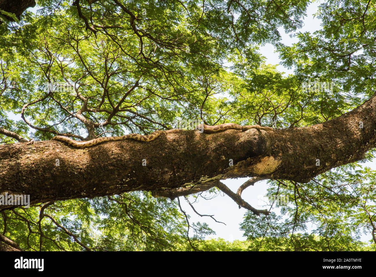 Großer, üppiger Baum, der unter einem sonnigen Himmel wächst, mit gefälschter Schlange am Ast in Darwin, Australien Stockfoto