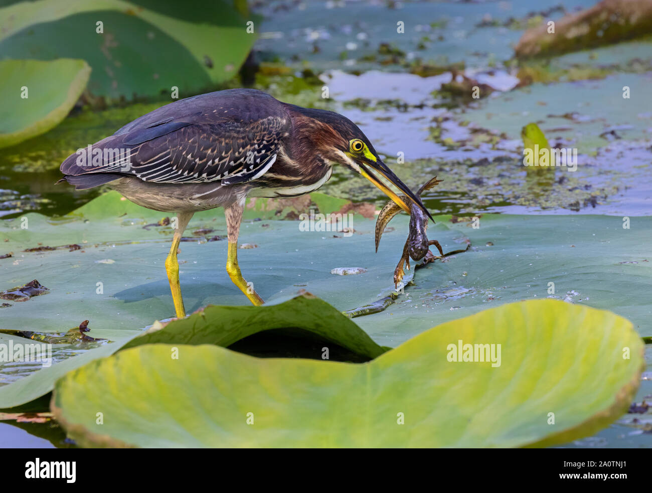 Grünreiher (Butorides virescens) jagen im Waldsumpf im Brazos Bend State Park, Texas, USA. Stockfoto