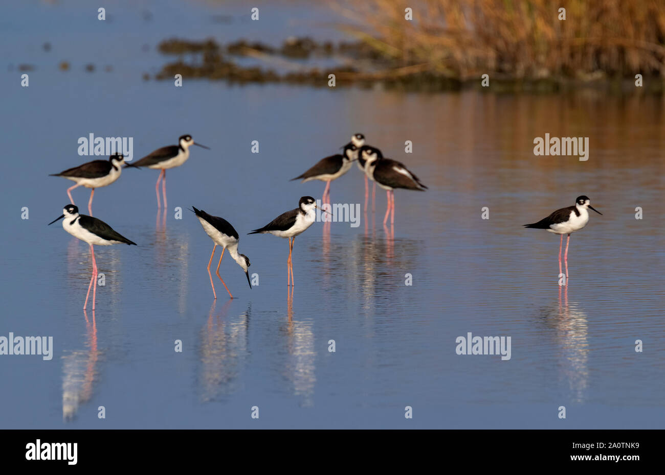 Eine Herde von Black-necked Stelzenläufer (Himantopus mexicanus) Nahrungssuche in Gezeiten Marsh, Galveston, Texas, USA Stockfoto