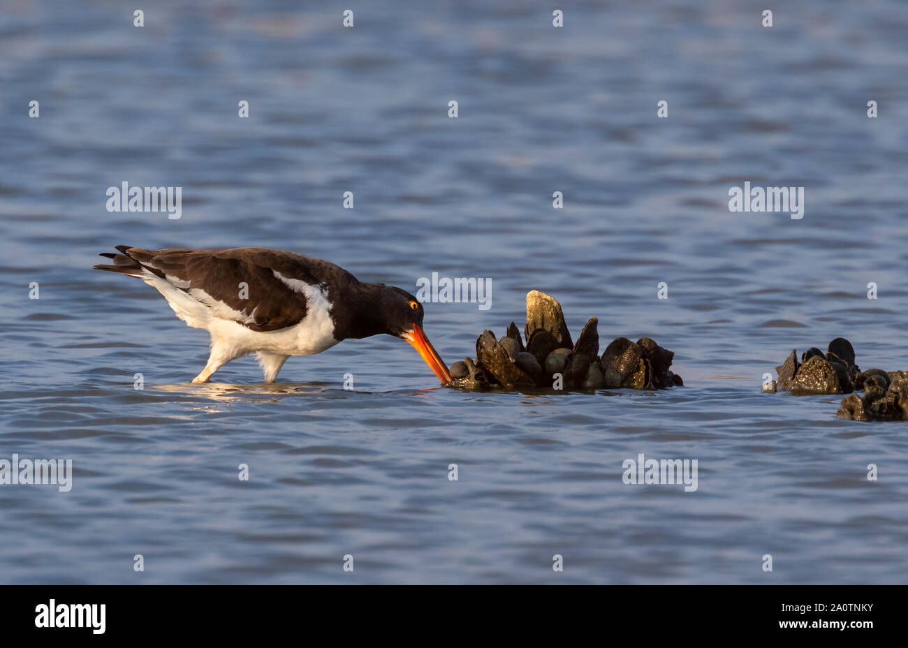 Amerikanische Austernfischer (Haematopus palliatus) Fütterung auf Austern im Wattenmeer Marsh am frühen Morgen, Galveston, Texas, USA. Stockfoto