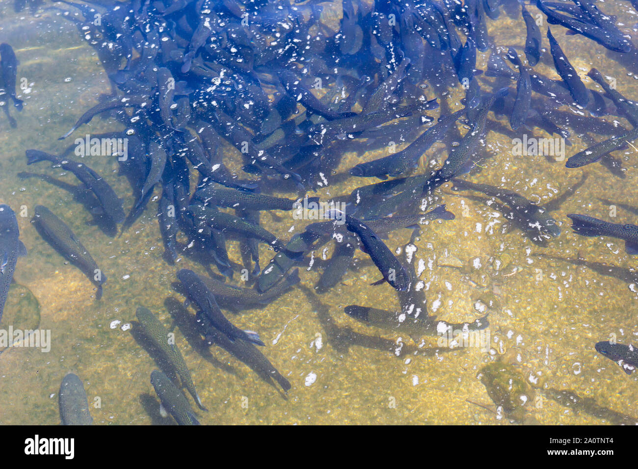 Die Regenbogenforelle (Oncorhynchus mykiss) in der brüterei Raceway. Trout Farm. Fütterung Fisch Stockfoto