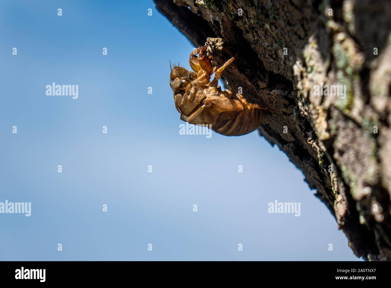 Jährliche Zikade leere Haut auf Rinde eines Ahornbaum im August, USA werfen. Stockfoto