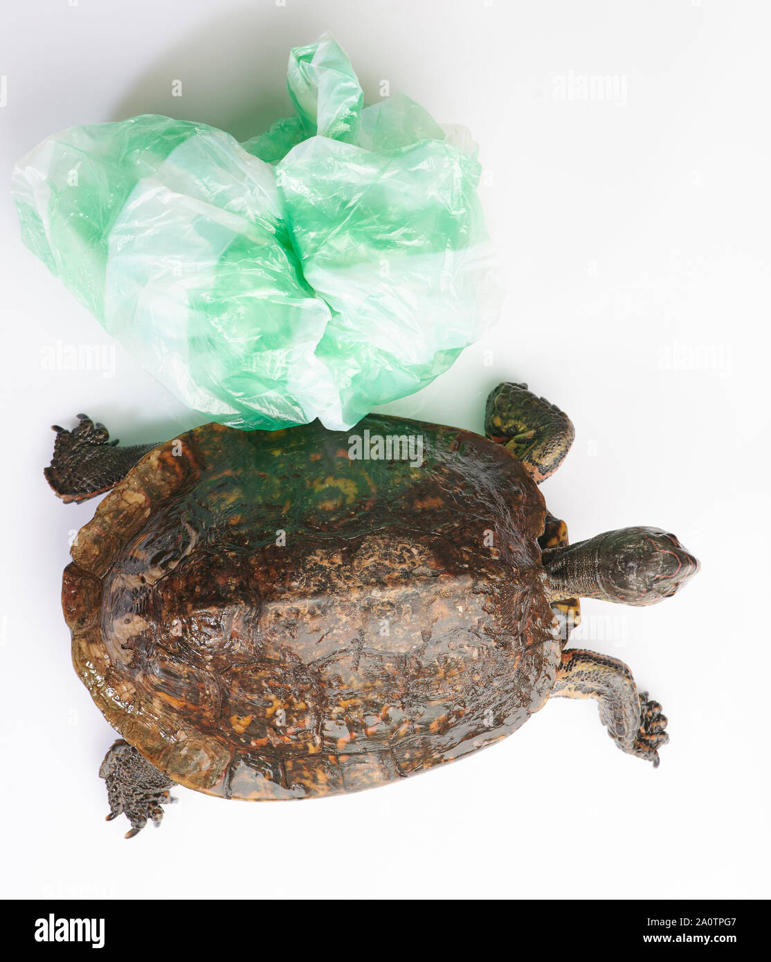 Schildkröte mit Plastiktüte über der oberen Ansicht isoliert Stockfoto