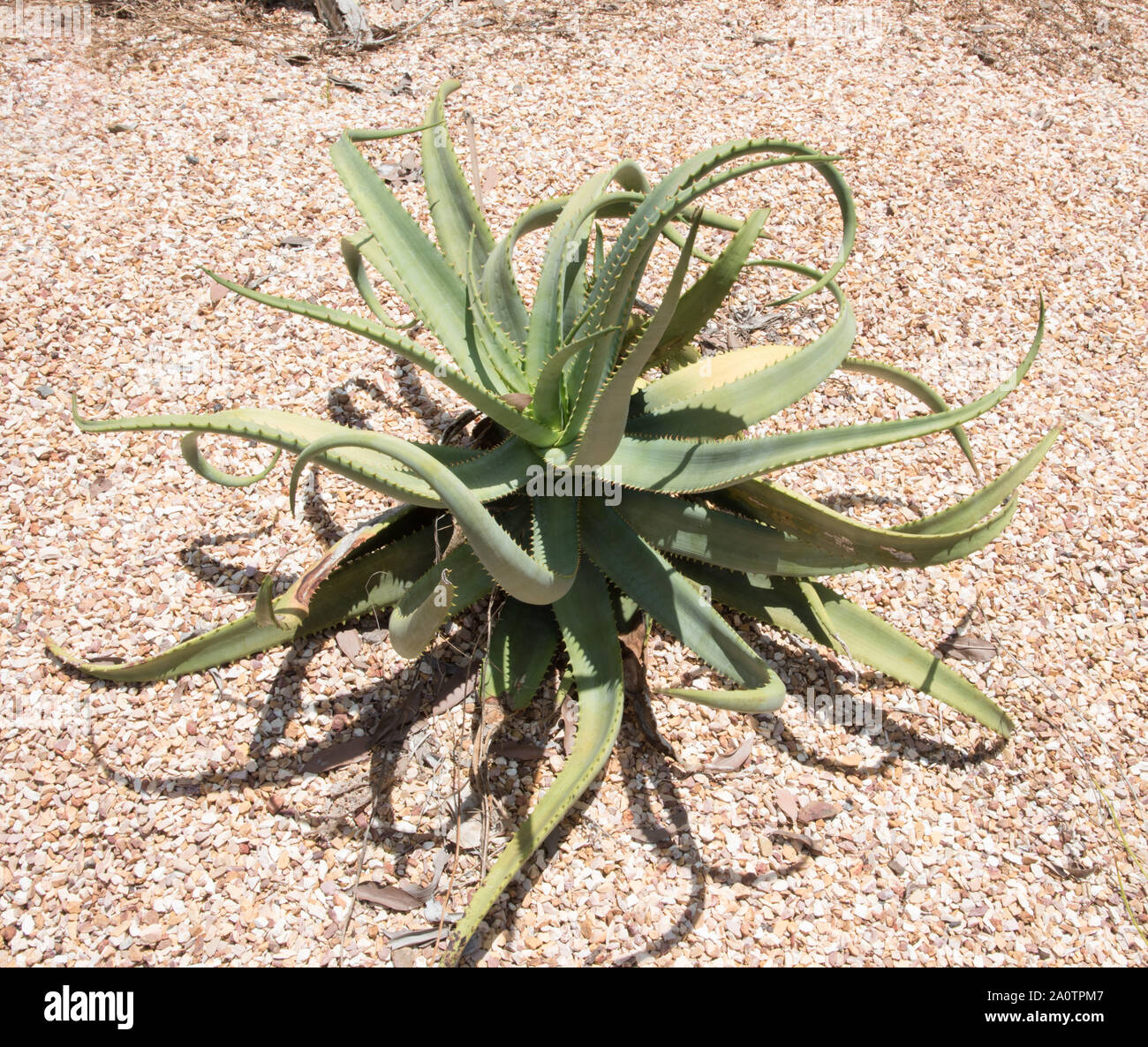 Aloe Vera Pflanze wachsen in der Kaktus Garten in Darwin, Australien  Stockfotografie - Alamy