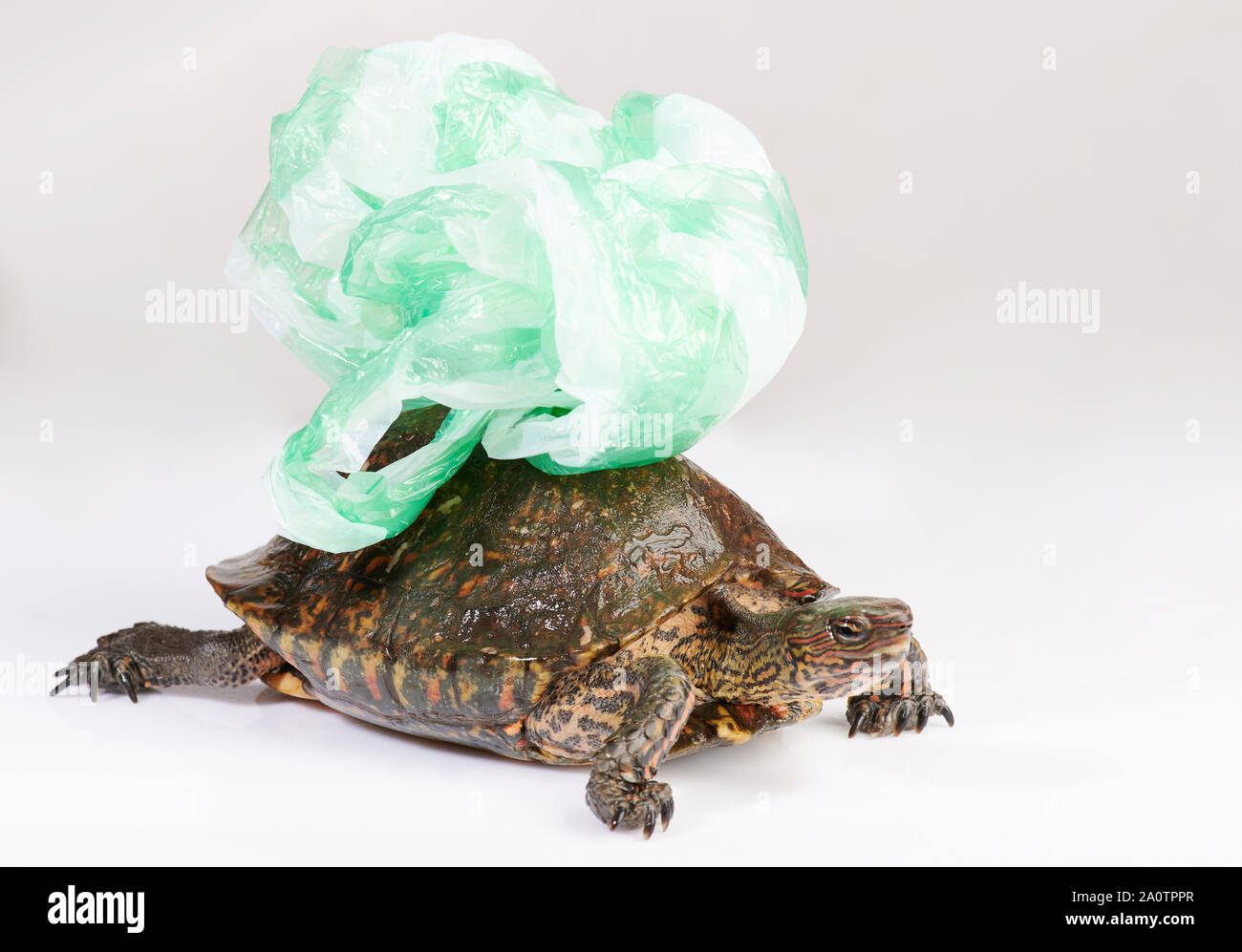 Turtle tragen Plastikbeutel auf, die Nähe zu sehen. Stockfoto