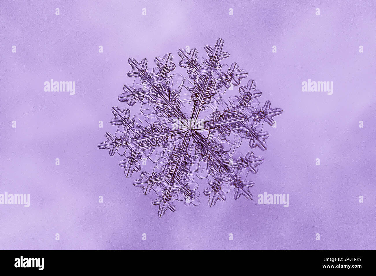 Echten Schneeflocke Foto auf lila Hintergrund isoliert Stockfoto