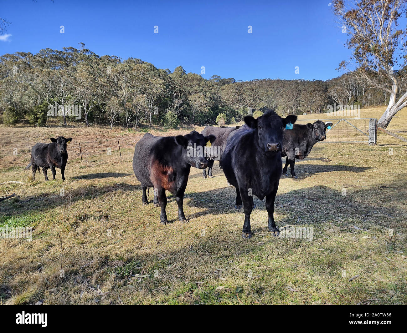 Black Angus lenkt Stiere am grünen Weide Eigenschaft im landwirtschaftlichen Betrieb der regionalen NSW an einem sonnigen Tag an der Kamera schaut. Stockfoto