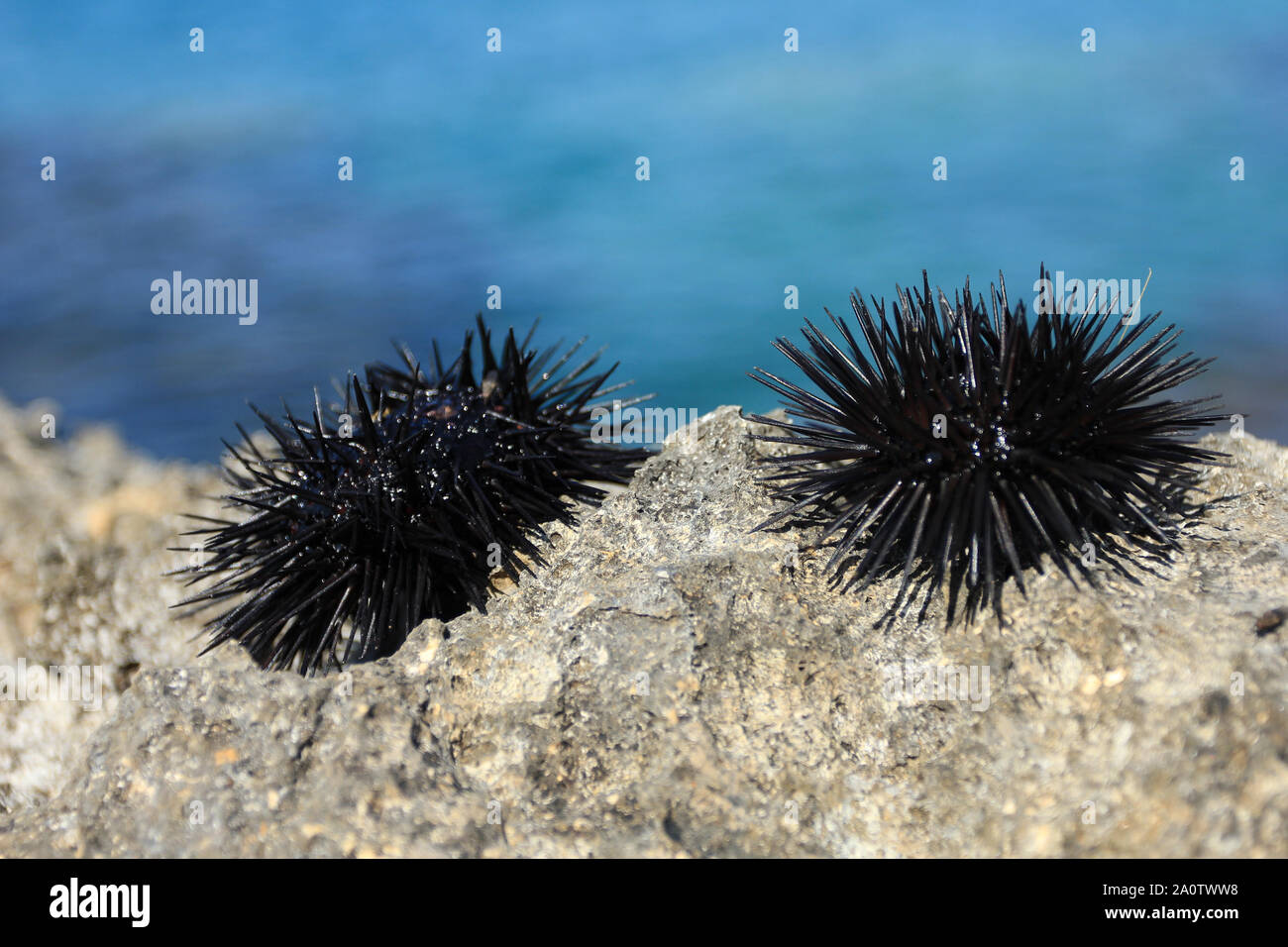 Zwei live Seeigel auf einem Felsen Stockfoto