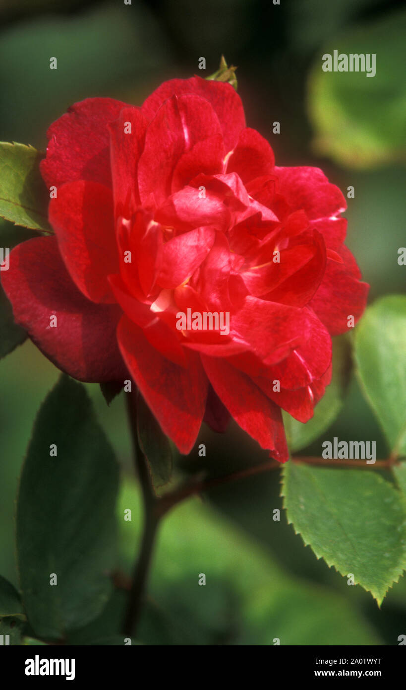 NAHE AUFNAHME VON ROTER ROSE 'CARDINAL DE RICHELIEAU' Stockfoto