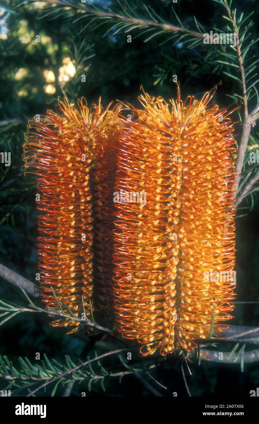 Heide BANKSIA (BANKSIA ERICIFOLIA) auch bekannt als Heide- ODER ROT-GEISSBLATT Stockfoto