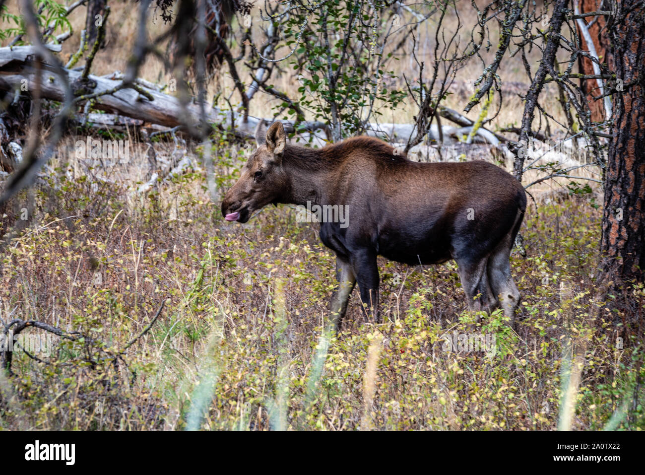 Junge Elche im Wald Stockfoto