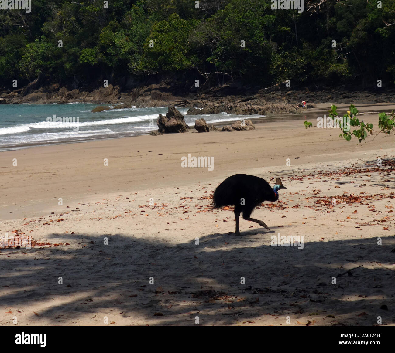 Nach cassowary Wandern am Strand, Etty Bay, in der Nähe von Innisfail, Queensland, Australien Stockfoto