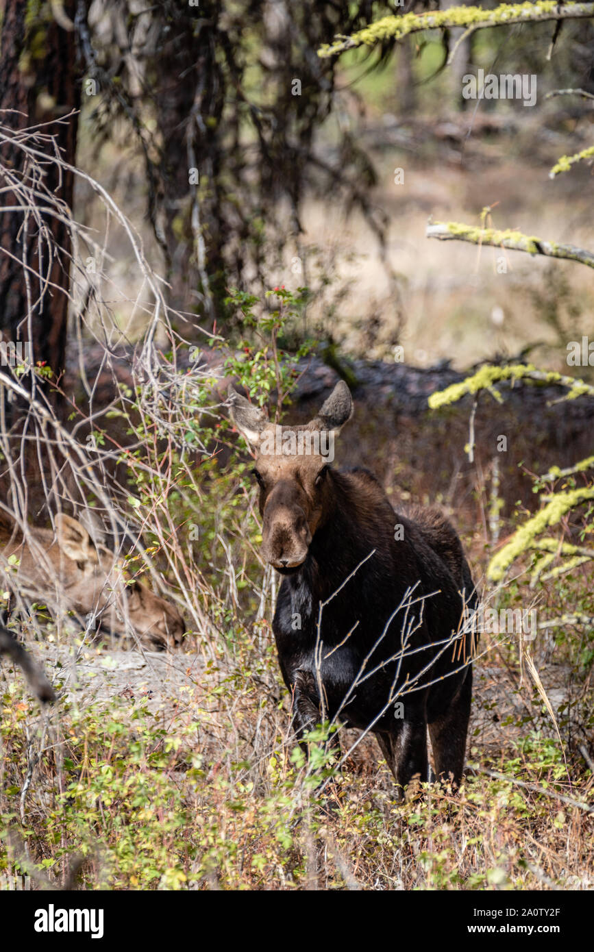 Junge Elche im Wald. Stockfoto