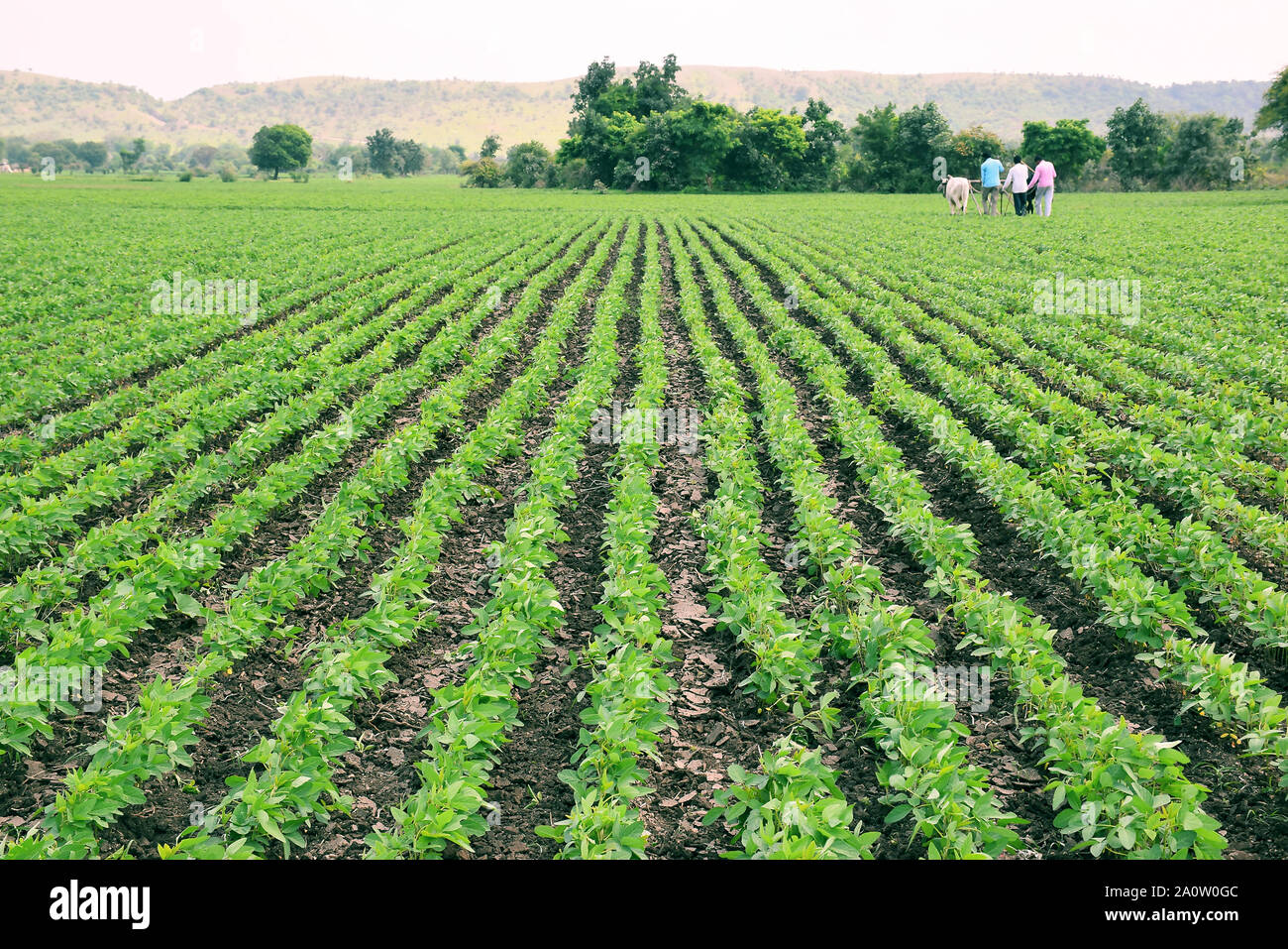 Indien Landwirt Mit Ochsen Fur Die Arbeit Im Feld Die Indische Landwirtschaft Szene Sojapflanzen Stockfotografie Alamy