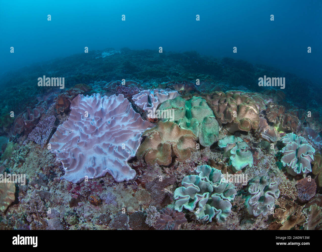 Riesige Lederkorallen (Sacrophyton sp) Auf dem Meeresboden in der Nähe von Nusa Lembongan Bali, Indonesien. 2016. Stockfoto