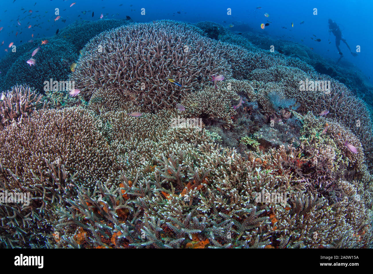 Unberührte Korallengärten mit bunten tropischen Fischen und Scuba Diver in blue water Hintergrund. Nusa Lembongan, Bali, Indonesien. Stockfoto