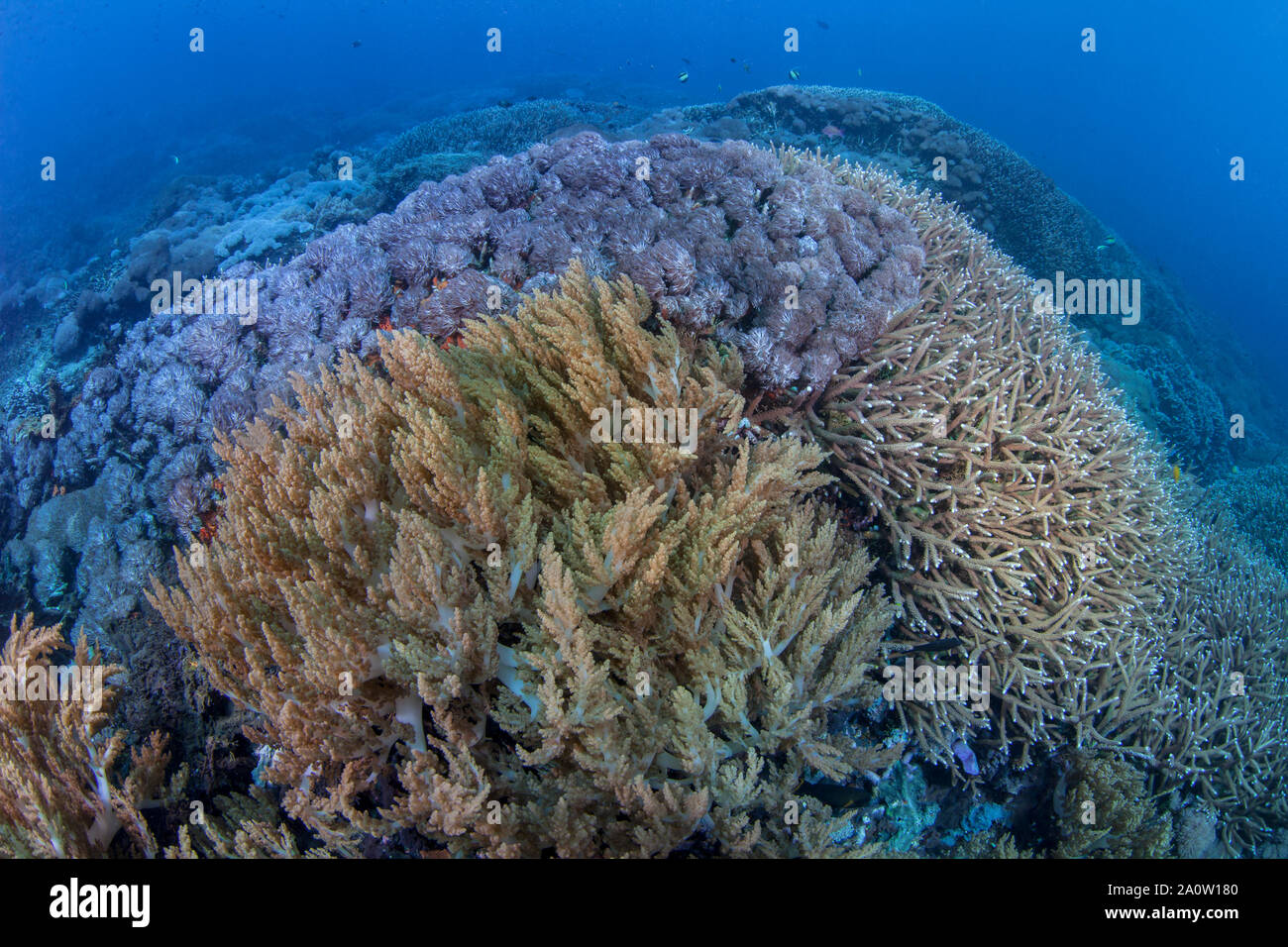 Fröhlich bunten Korallen Garten mit Weich- und Hartkorallen in Nusa Lambongan, Bali, Indonesien. Stockfoto