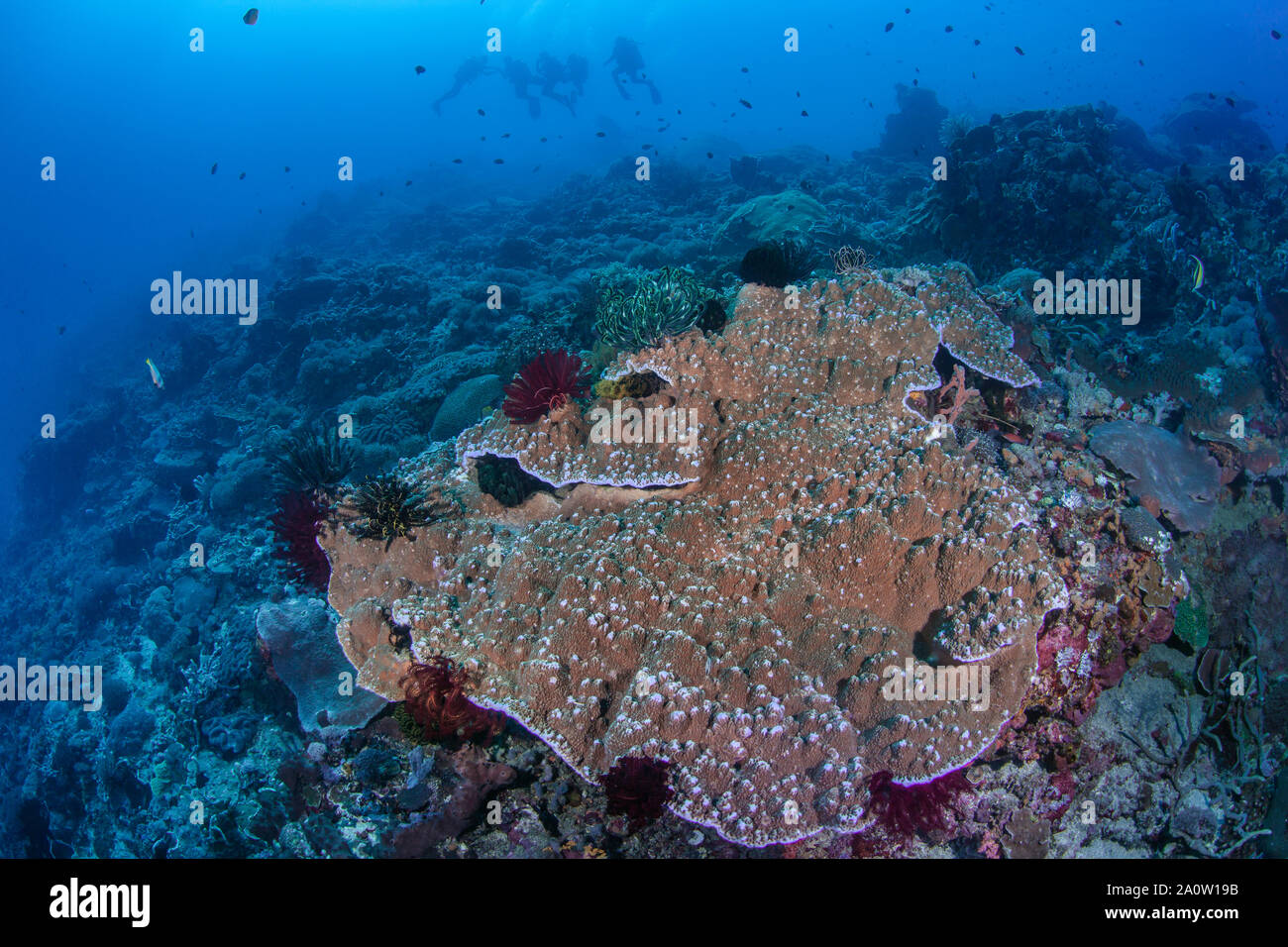 Bunte Haarsterne laden Kanten eines großen plating Coral. Taucher in blue water Hintergrund. Nusa Lembogan, Bali, Inndonesia 2016 Stockfoto