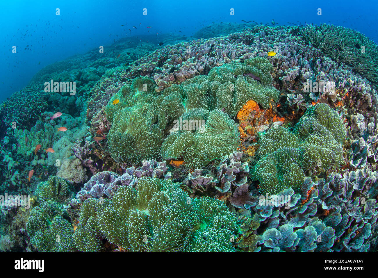 Kolonie von herrlichen anemomes (Heteractis magnifica) mit fluoreszierendem Grün Tentakel, die ein abfallendes Riff. Nusa Lembongan, Bali, Indonesien. Stockfoto