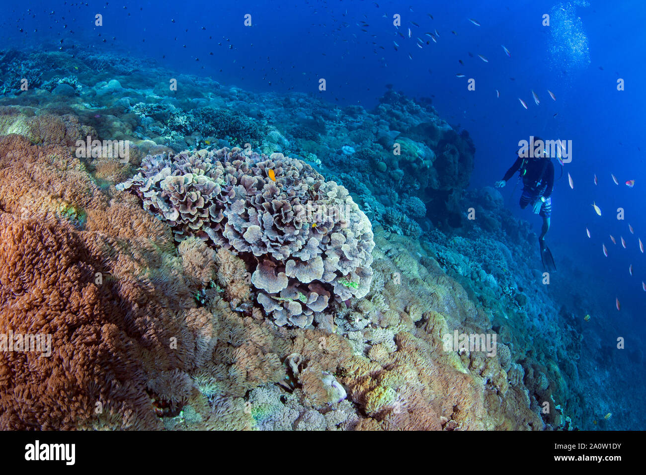 Indonesische Divemaster führt der Weg zu den unberührten Korallengärten. Nusa Lembongan, Bali, Indonesien, 2016 Stockfoto
