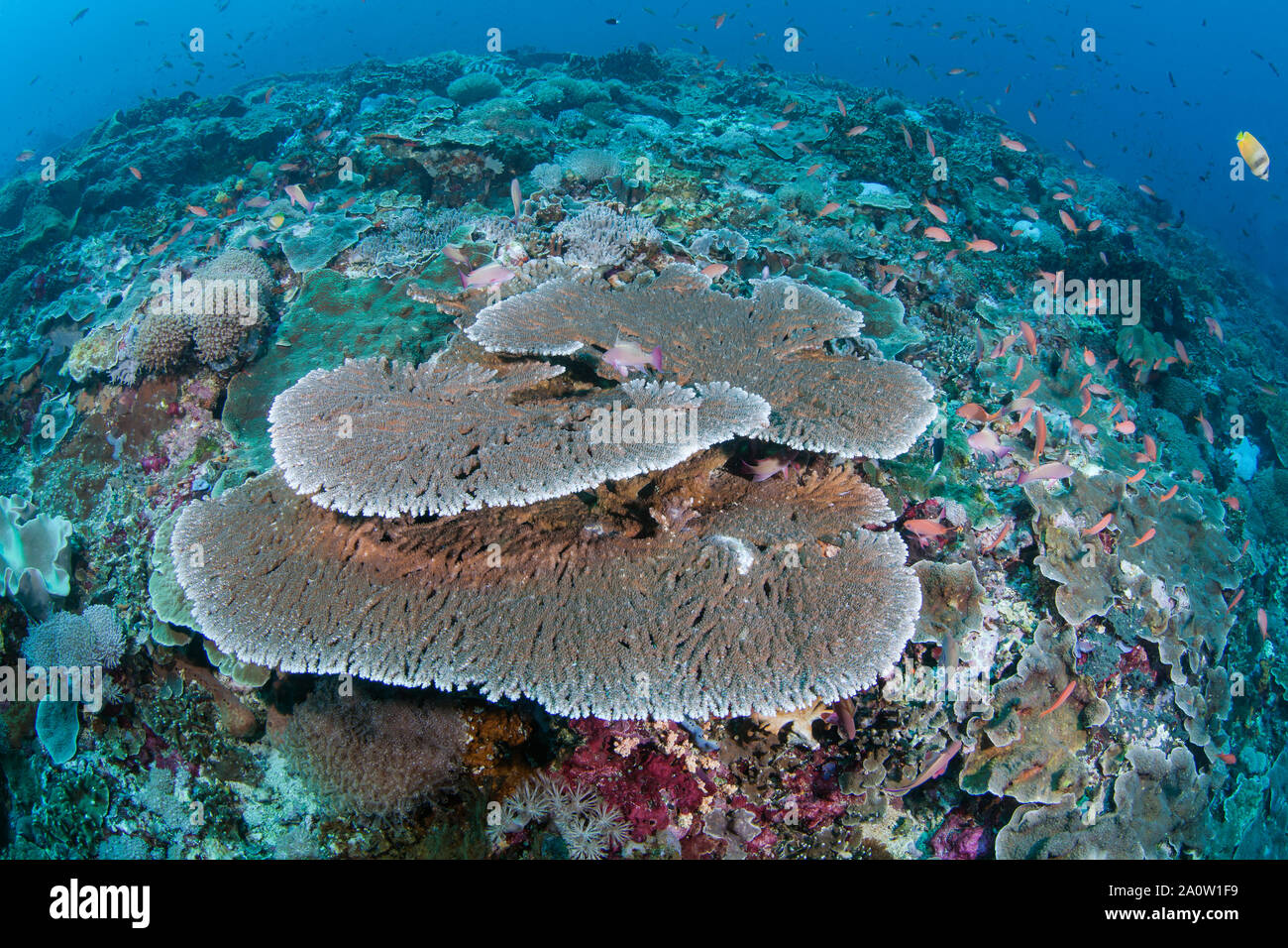 Multi-level Staghorn coral Tisch sitzt an der Spitze einer pinnable durch Plattierung Korallen und bunte Rifffische umgeben. Nusa Lembongan, Bali, Indonesien Stockfoto