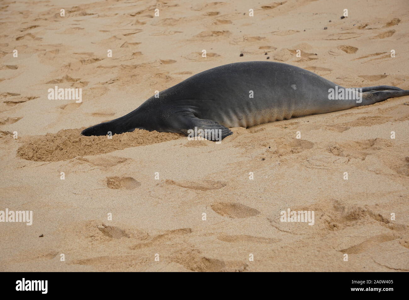 Hawaiianische Mönchsrobbe vergräbt ihren Kopf in den Sand. Die bedrohten Arten schlafen stundenlang am Strand und vergraben gelegentlich ihren Kopf. Stockfoto