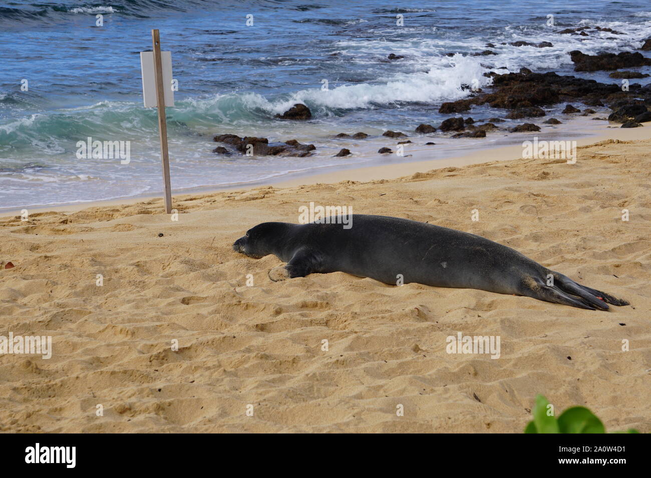 Hawaiianische Mönchsrobbe macht eine Pause am Poipu Beach in Kauai. Die Mönchsrobben, eine bedrohte Art, schlafen oft stundenlang am Strand. Stockfoto