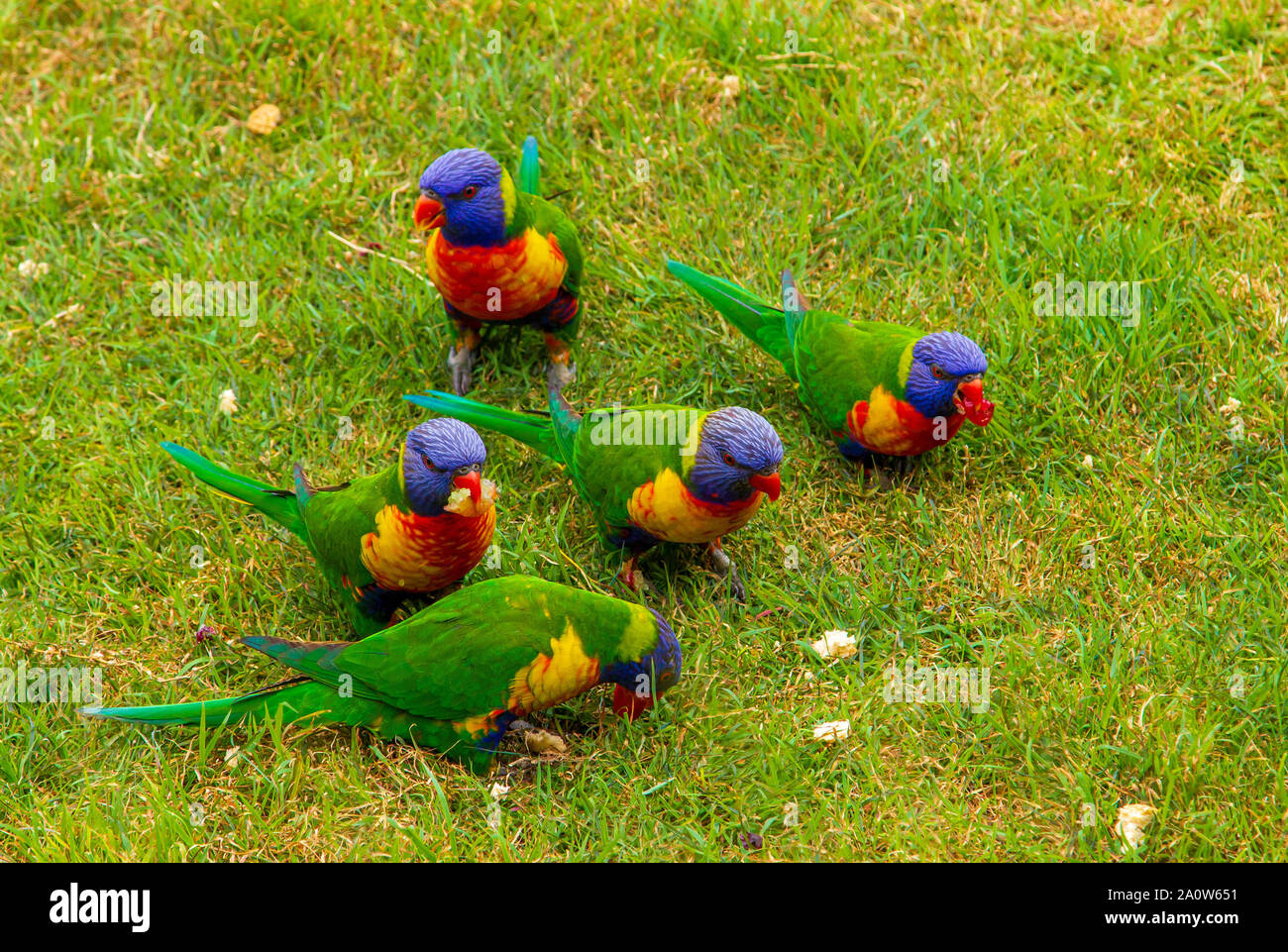 Rainbow fledermauspapageien auf Gras essen Brot und Obst Stockfoto