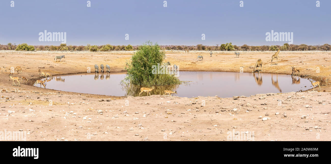 Ein Blick auf die Tierwelt trinken an einem afrikanischen Wasserloch im Etosha National Park, Namibia, einschließlich Zebras, Giraffen, Kudus, Impalas und Warzenschweine. Stockfoto
