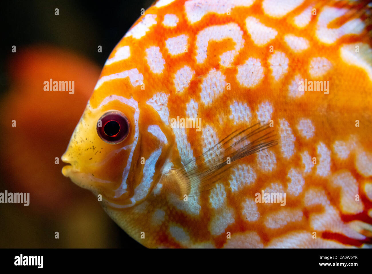 Schönen und lebendigen Diskus (Symphysodon aequifasciatus) am Georgia Aquarium in der Innenstadt von Atlanta, Georgia. (USA) Stockfoto