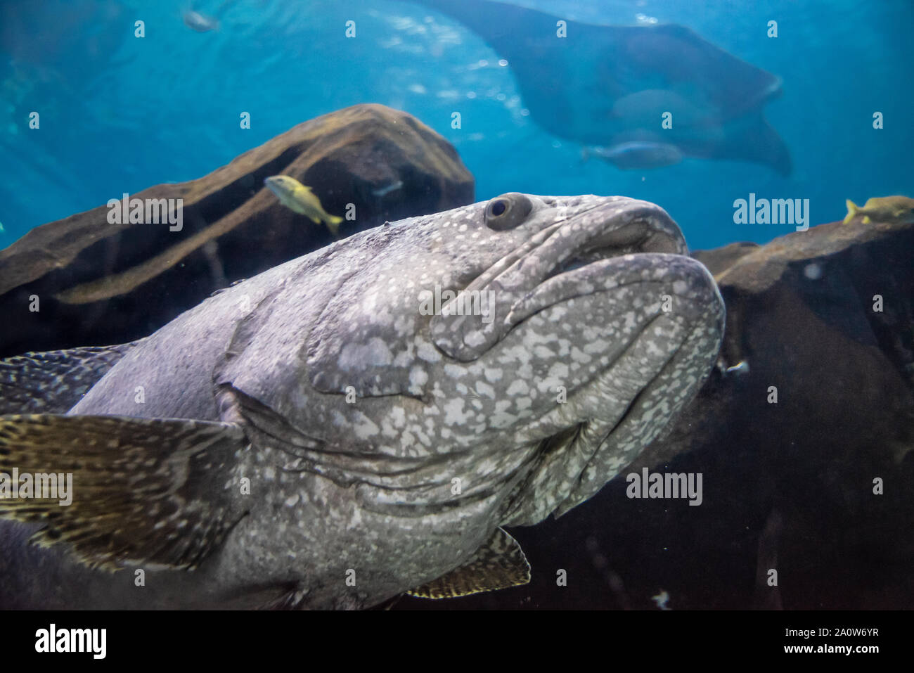Unterwasser Blick auf einen Goliath Grouper und ein Manta Ray am Georgia Aquarium in der Innenstadt von Atlanta, Georgia. (USA) Stockfoto