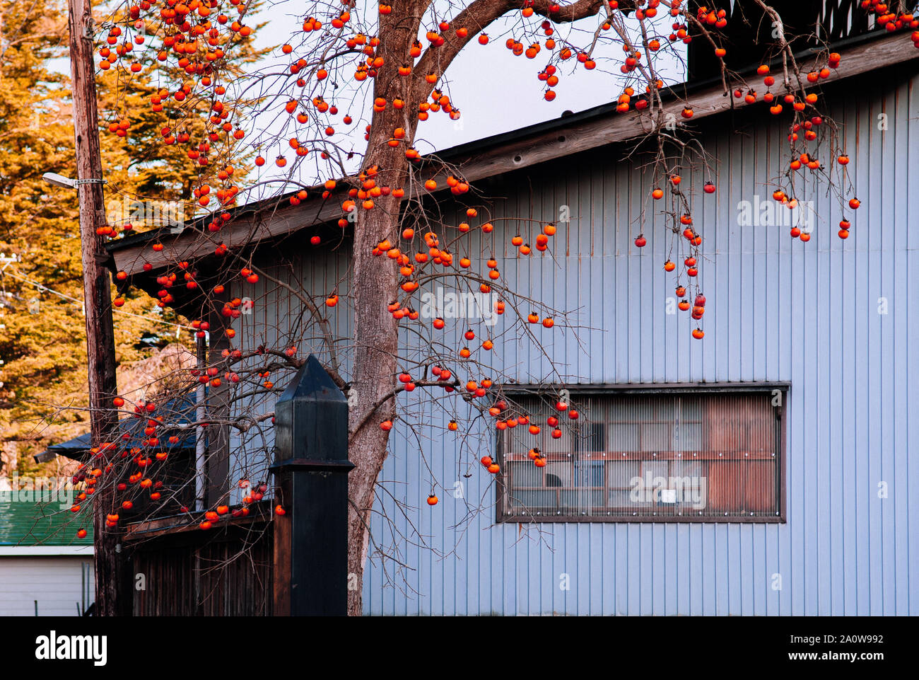 DEC 3, 2018 Hakuba, Japan - Bunte Herbst persimmon Japanische Kaki Obst Baum mit lokalen Pastell-blaue japanische Haus. Stockfoto