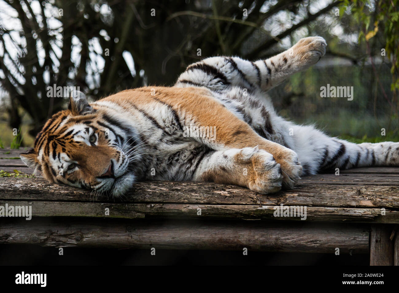 Amur-tiger Stockfoto