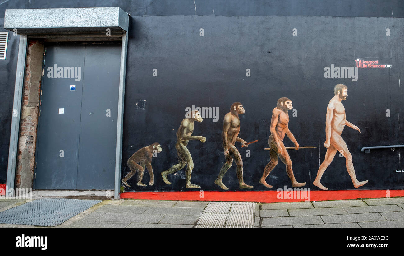 Auf 0001 am Montag, dem 23. September ein Wandgemälde, das die Evolution des Menschen gemalt auf der Seite eines Gebäudes in Liverpool ein Embargo verhängt. Die Straßen der Stadt, mit Ausbrüchen von Farbe umgewandelt worden, als Künstler, die ihre Spuren. Stockfoto