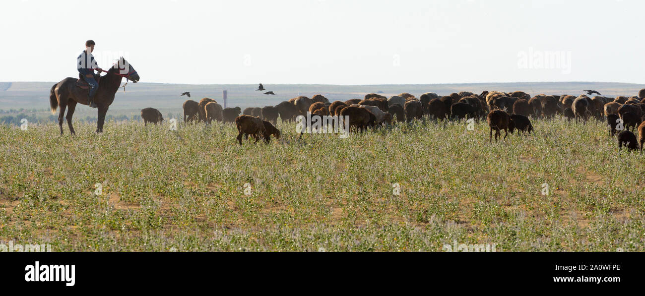 Junge Hirten zu Pferd mit seiner Schafherde in der Steppe von Kasachstan Stockfoto