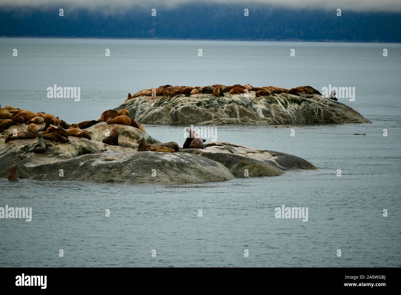 Gruppe von stattlichen Seehunde in die Sicherheit der Klippen von Glacier Bay, Alaska, USA Stockfoto